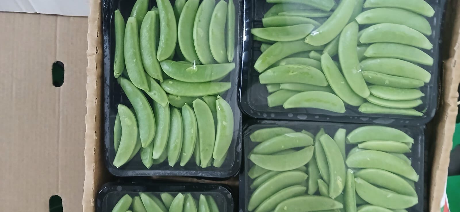 π± SUGAR SNAPS - Image 7