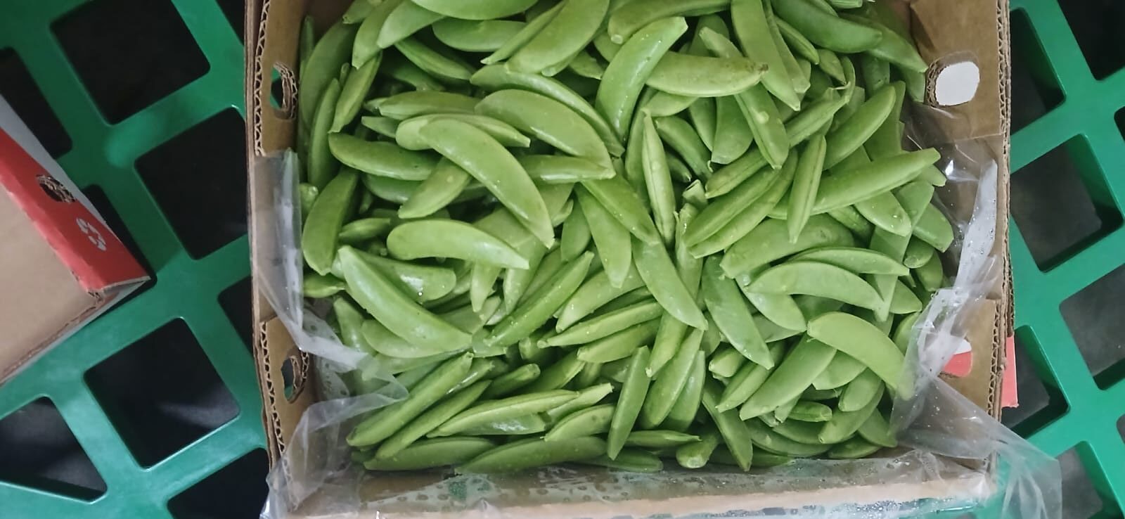 π± SUGAR SNAPS - Image 8