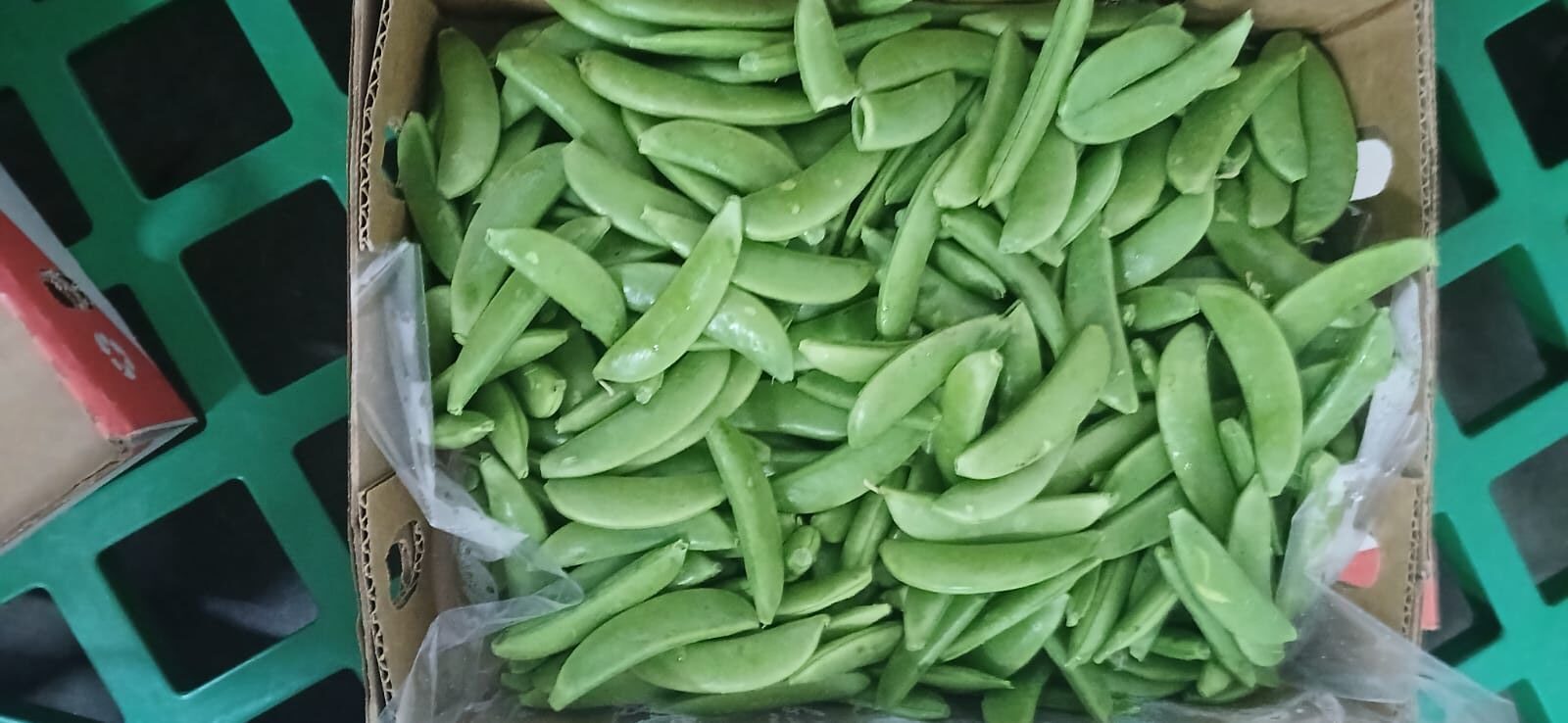 π± SUGAR SNAPS - Image 10