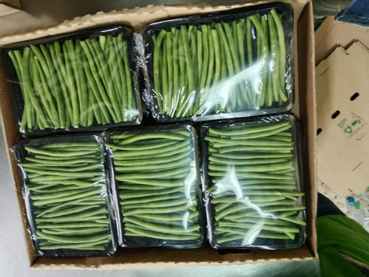 πΏ FINE BEANS - Image 3