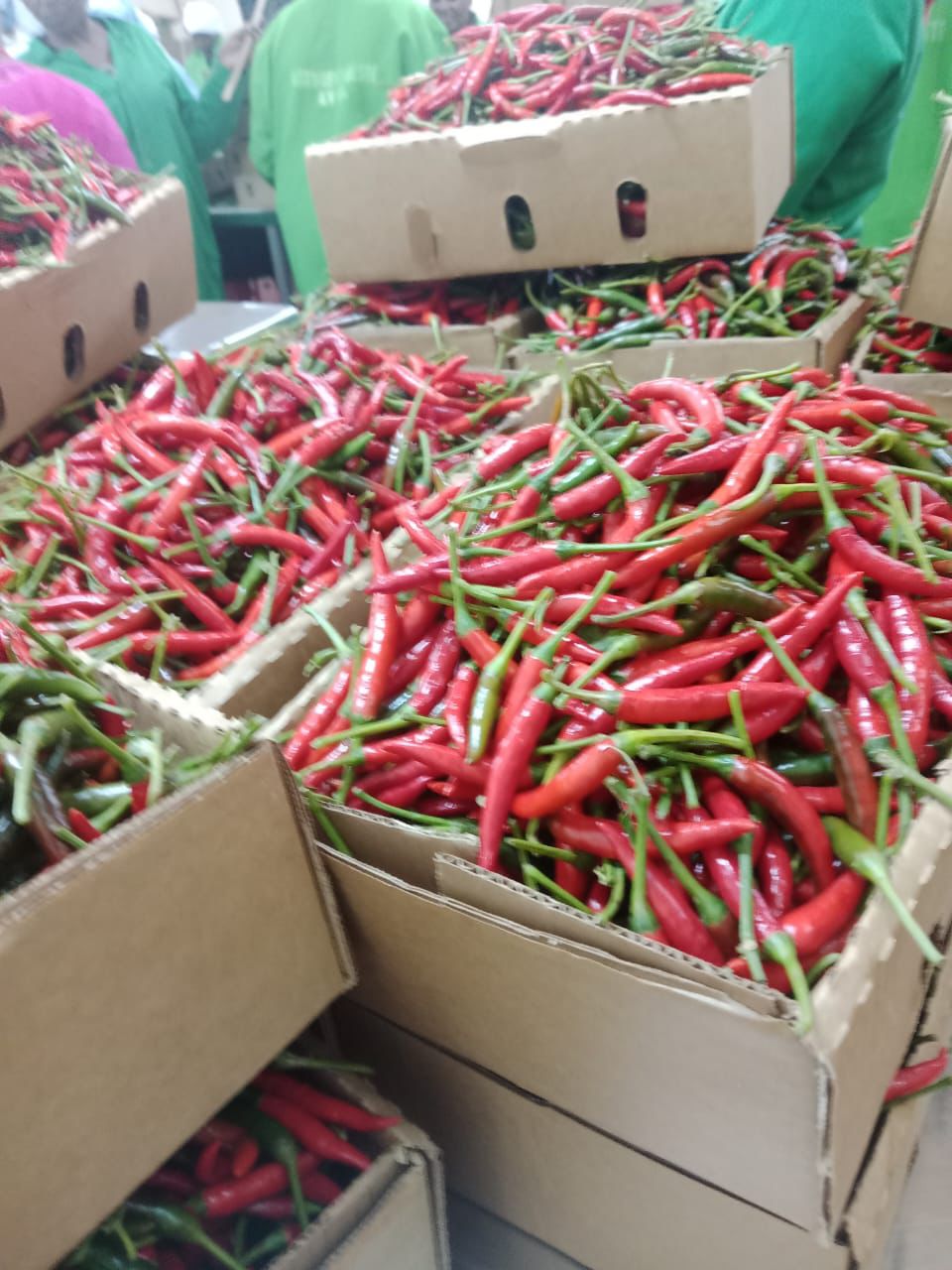 🌶️ RED BIRD’S EYE CHILI - Image 4