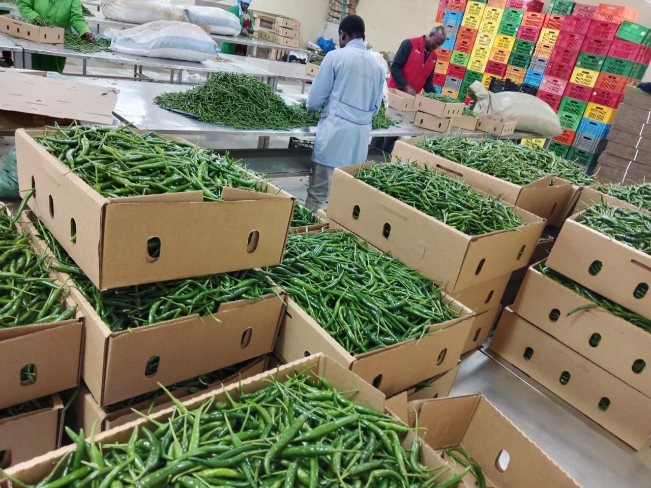 GREEN BIRD’S EYE CHILI - Image 2