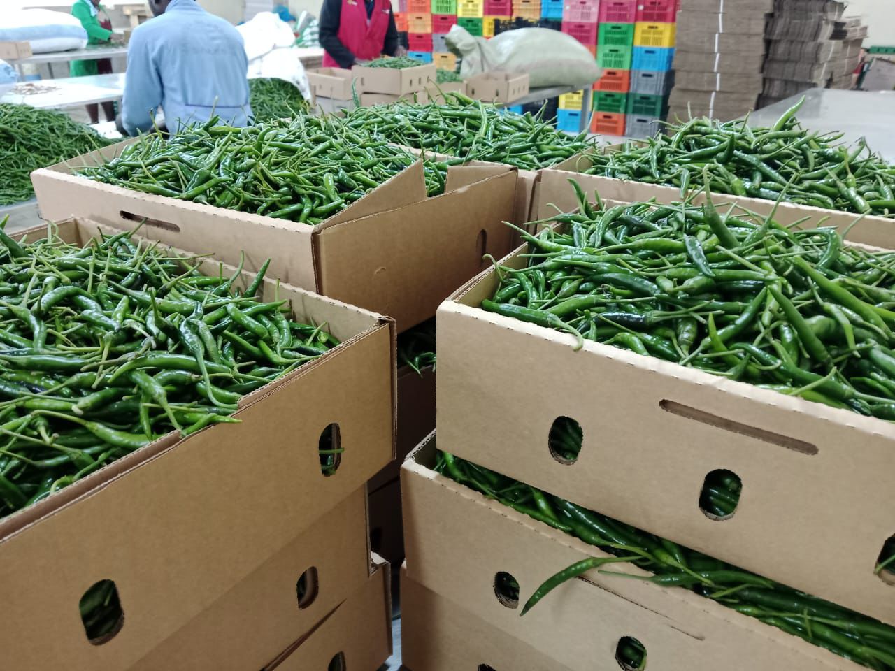 GREEN BIRD’S EYE CHILI - Image 3