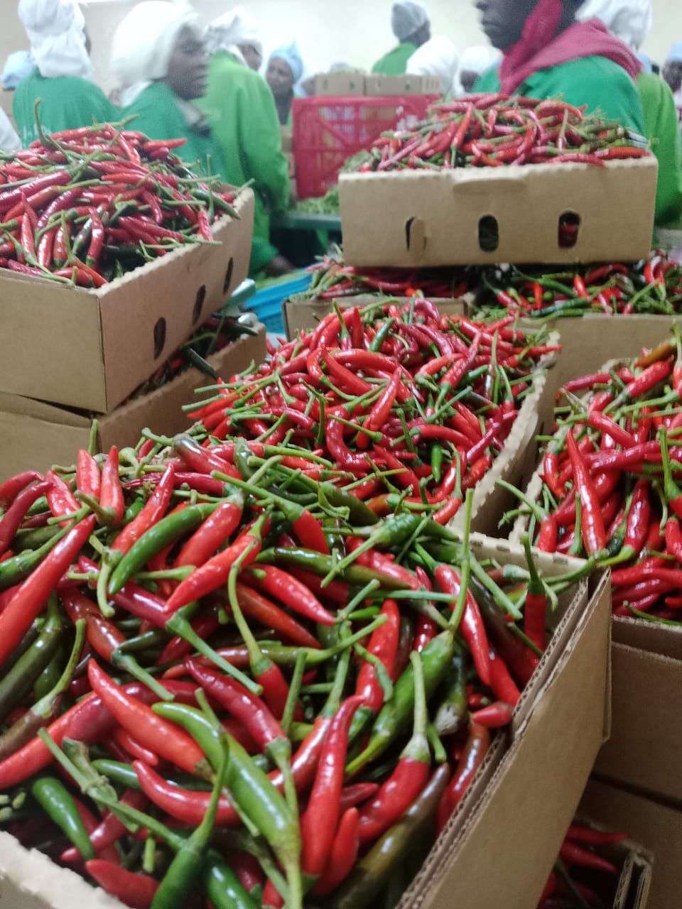 🌶️ RED BIRD’S EYE CHILI - Image 2