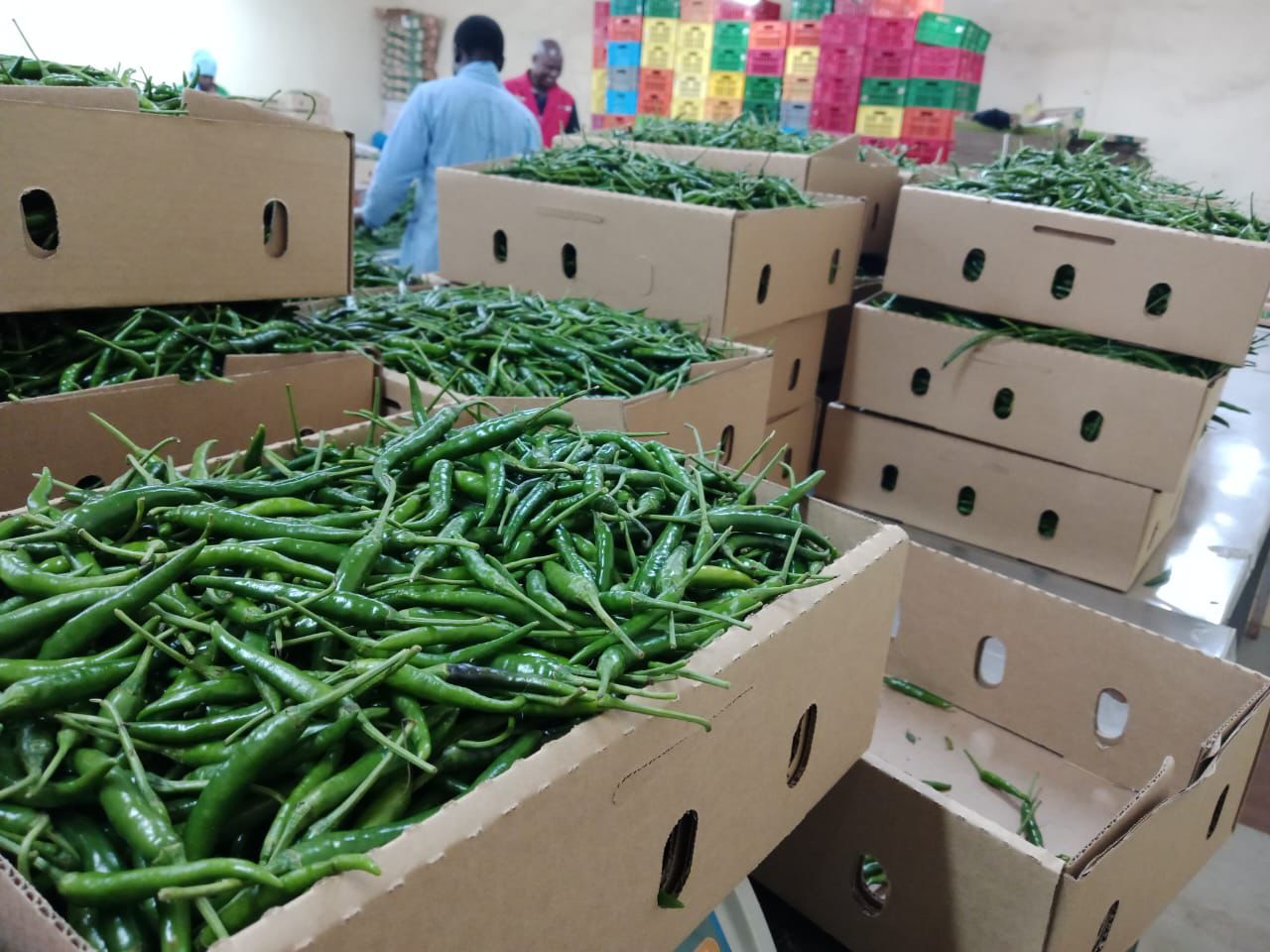 GREEN BIRD’S EYE CHILI - Image 4