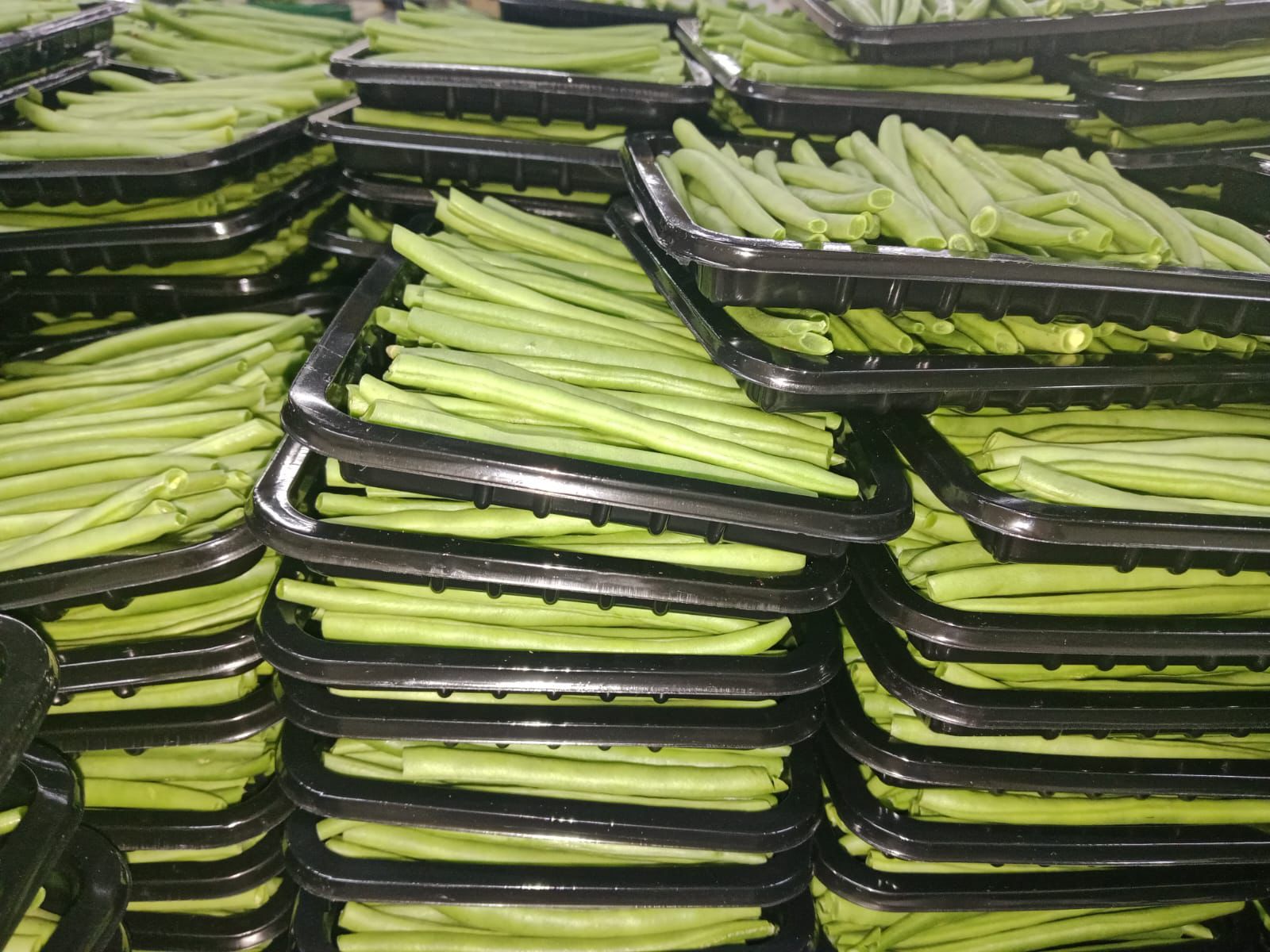 πΏ FINE BEANS - Image 9