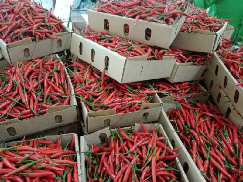🌶️ RED BIRD’S EYE CHILI - B-S Air Fresh Kenya Ltd.