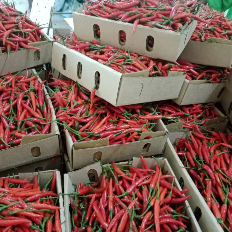🌶️ RED BIRD’S EYE CHILI