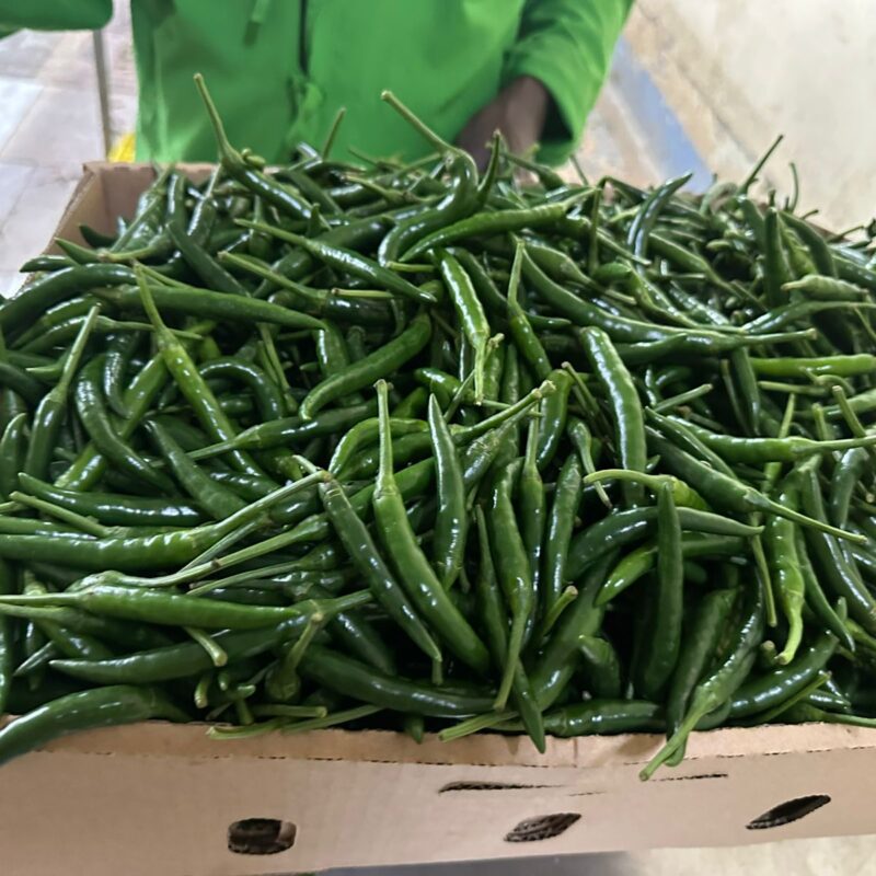 GREEN BIRD’S EYE CHILI