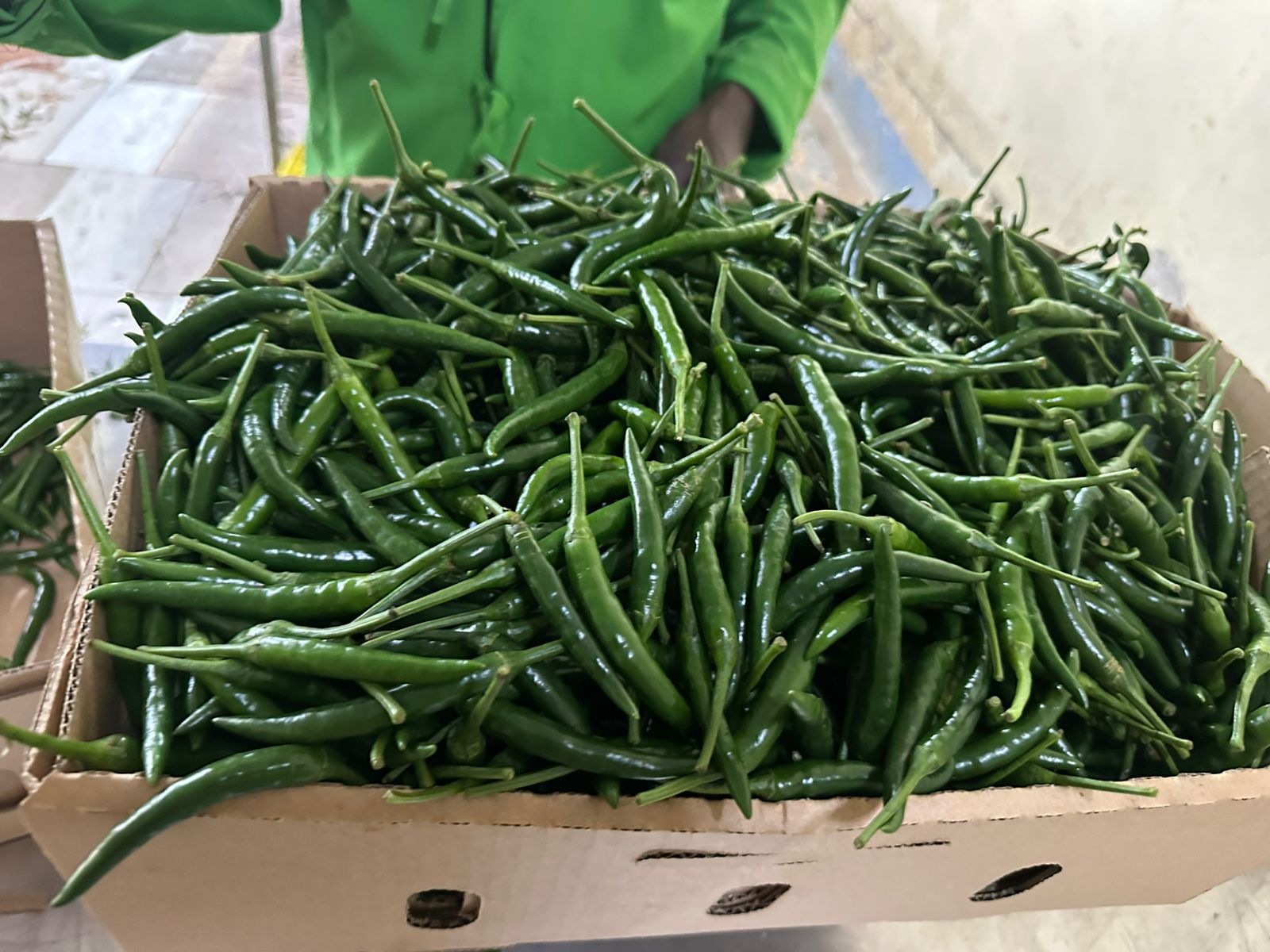GREEN BIRD’S EYE CHILI