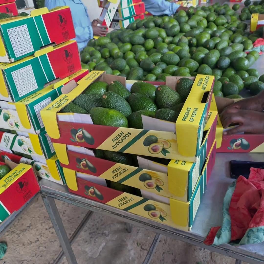 AVOCADOS (HASS & FUERTE VARIETIES)