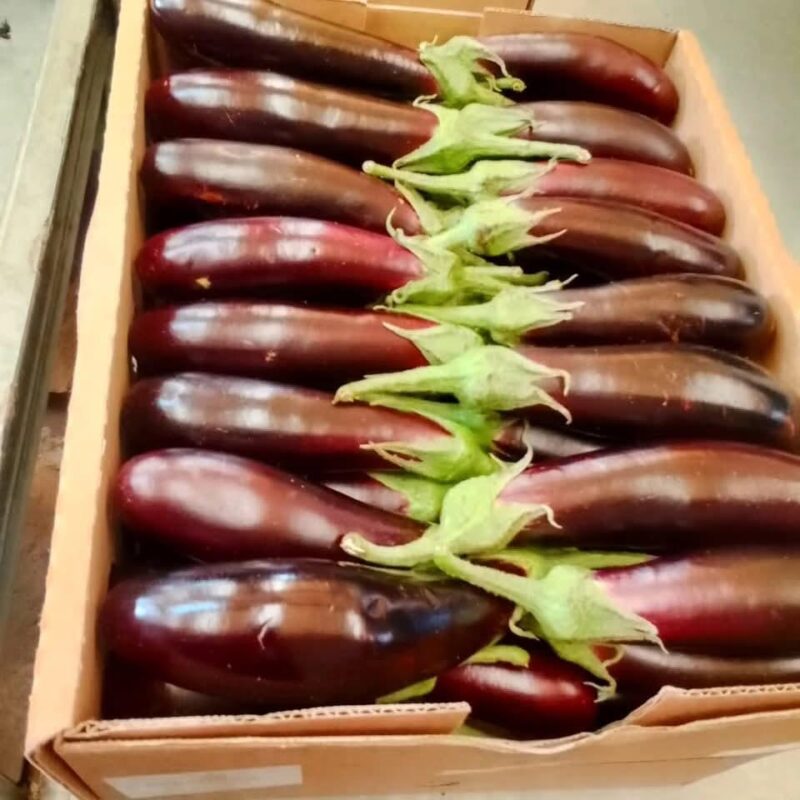 EGGPLANT (BRINJAL)