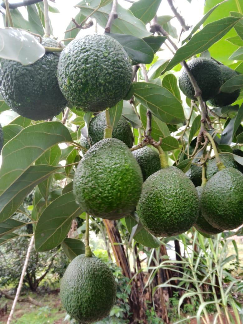 AVOCADOS (HASS & FUERTE VARIETIES) - Image 2