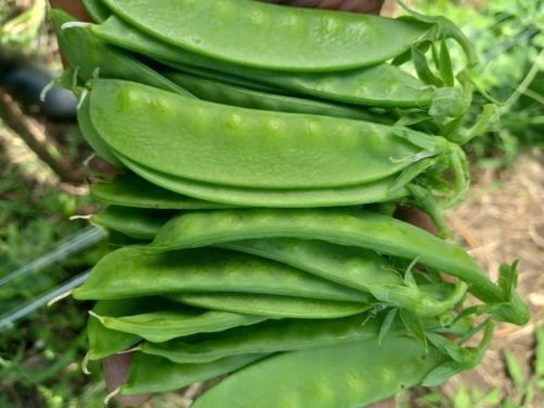 WhatsApp Image 2025-11-26 at 10.18.16 PM