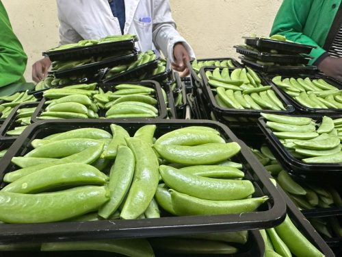 WhatsApp Image 2025-11-26 at 10.22.29 PM