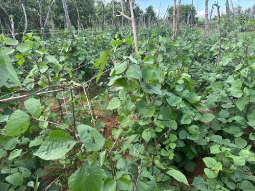 WhatsApp Image 2025-11-26 at 10.26.20 PM