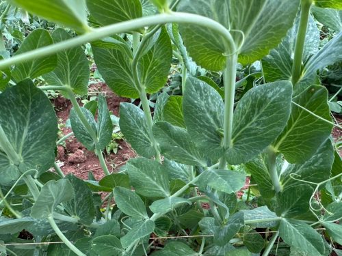 WhatsApp Image 2025-11-26 at 10.26.37 PM (1)