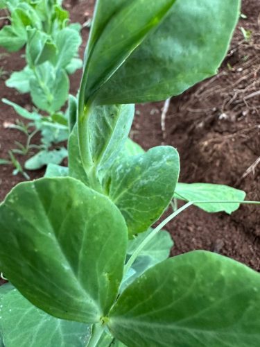 WhatsApp Image 2025-11-26 at 10.26.37 PM (2)