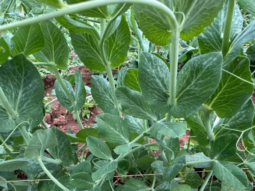 WhatsApp Image 2025-11-26 at 10.26.37 PM