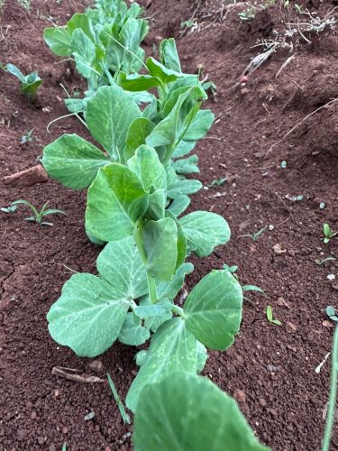 WhatsApp Image 2025-11-26 at 10.26.38 PM (1)