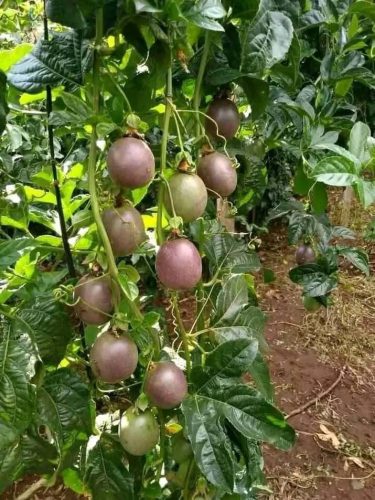 WhatsApp Image 2025-11-28 at 5.09.01 PM