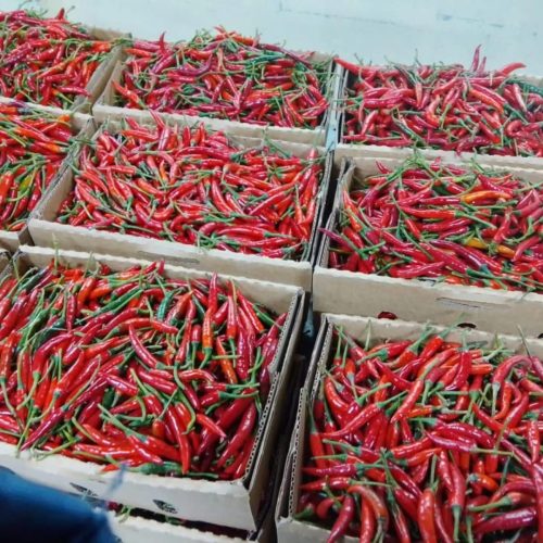 WhatsApp Image 2025-11-28 at 5.34.17 PM