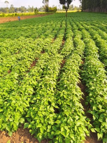 WhatsApp Image 2025-11-29 at 11.44.37 AM