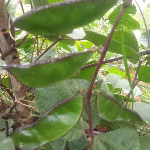 WhatsApp Image 2025-11-29 at 11.45.31 AM (1)