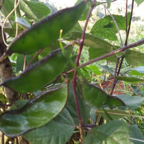 WhatsApp Image 2025-11-29 at 11.45.31 AM (2)