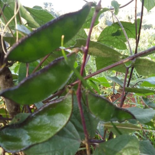 WhatsApp Image 2025-11-29 at 11.45.31 AM