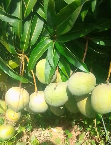 WhatsApp Image 2025-11-29 at 11.56.44 AM